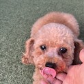 トイプードル【クレープ】ちゃん