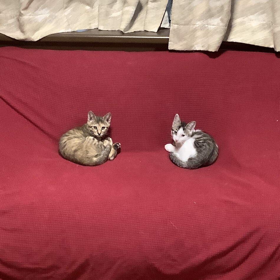 乃菜のカバー写真