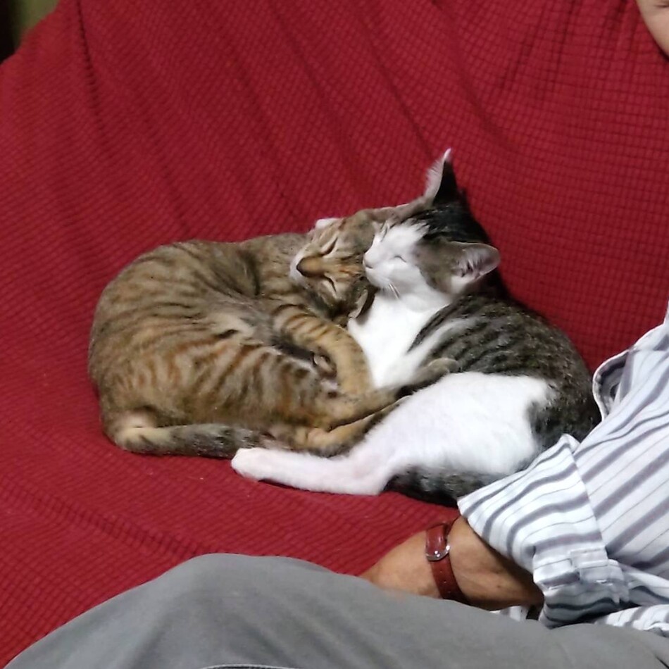 丸菜のカバー写真