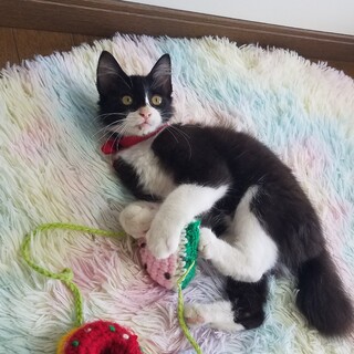 フワフワなゴージャス長毛の甘えん坊。