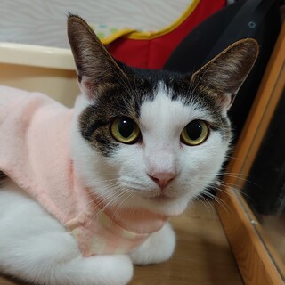 美形な鯖白ママ【仮名：なな】です