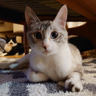 猫が大好きなエイズキャリアの【仮名：いと】です。