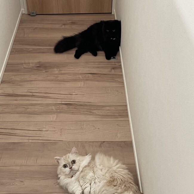 ふなえのカバー写真