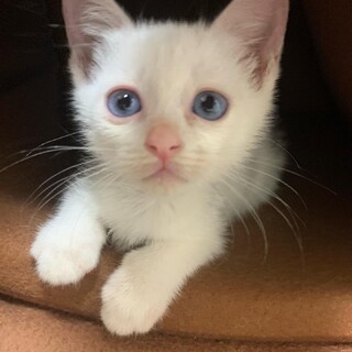 可愛いらしい白子猫ちゃん
