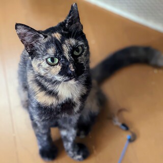 サビ　1歳　小柄な女の子