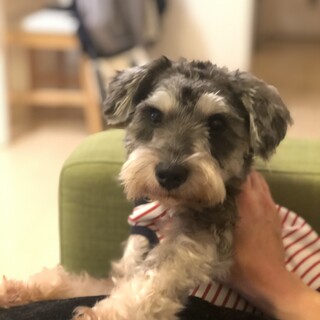 M.シュナ　元気な男の子のぶん太くんです！