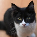 首を傾げる姿が可愛すぎ♡白黒子猫くん