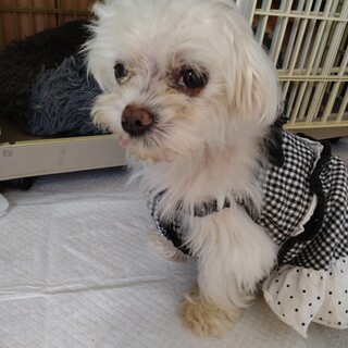 愛らしく無邪気な8歳マルチーズ男の子