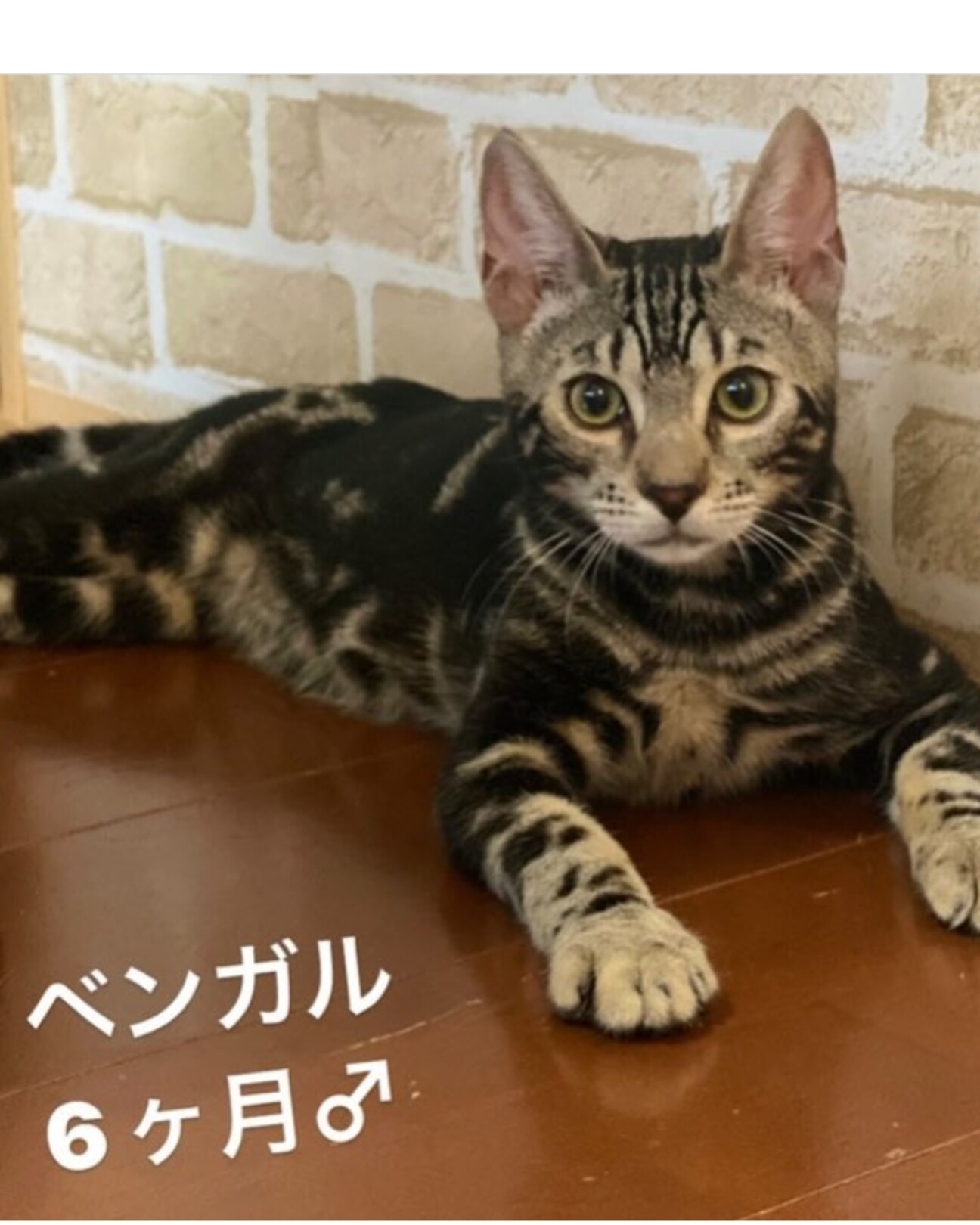 ヤンチャなベンガル子猫♂6ヶ月」大阪府 - 猫の里親募集(430172