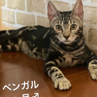 ヤンチャなベンガル子猫♂６ヶ月