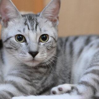 穏やかで陽気な♡サバトラ子猫くん