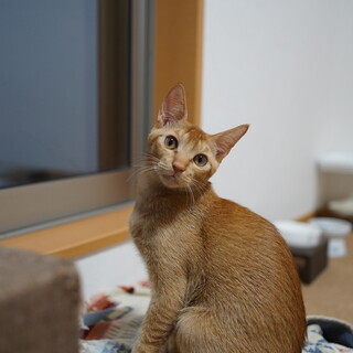 柴犬カラー 甘えん坊な「しゃけくん」