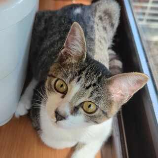 スリごろの甘えん坊♡♡の子猫くん