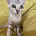 少し小さめのシルバーベンガル