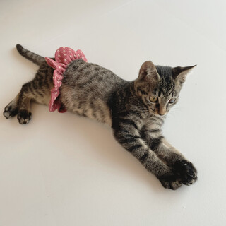 とっても甘えん坊☆キラキラお目目の子猫⭐︎小倉くん