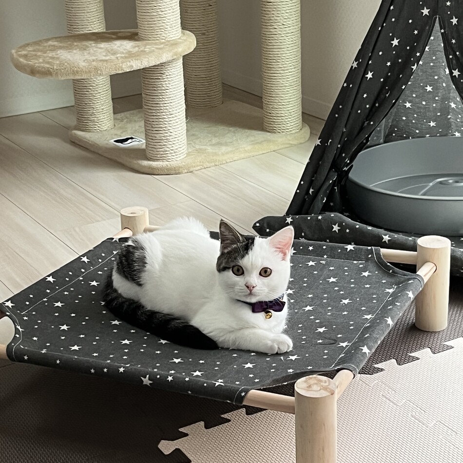 さくらのカバー写真