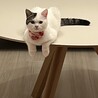 の写真