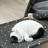 の写真