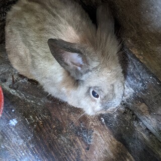 うさぎ　１羽