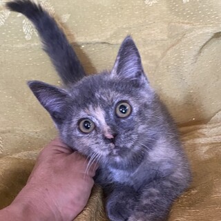 人が大好きなベタなれのマンチカンの女の子「長足」