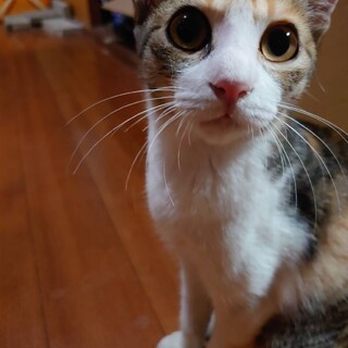 ２匹一緒に里親さん決まりました