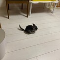 可愛がってくださる方