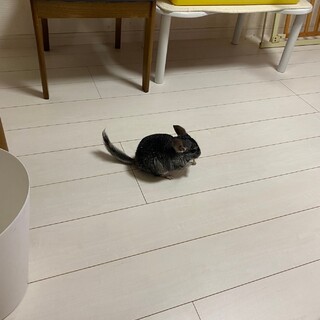 可愛がってくださる方