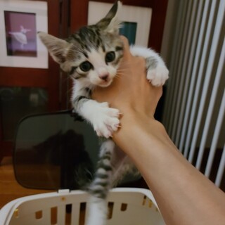 すしたろう（大口町登録団体大口猫の会）