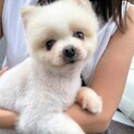 マンダリン