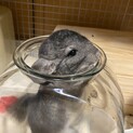 【素敵な里親様が決まりました！】