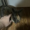 ミニウサギ 大人しく可愛い女の子 サムネイル2