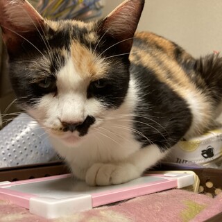 一緒にねんね　三毛猫なつ