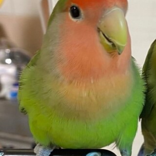 コザクラインコのりんちゃん