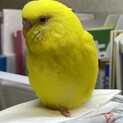 セキセイインコのはなちゃん