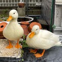 コールダック　兄妹2羽(募集停止)