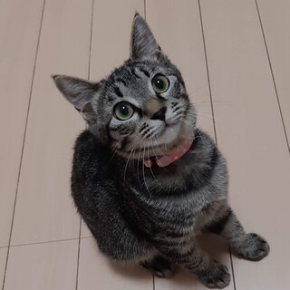 ハニーちゃん里親さんが決まりました！