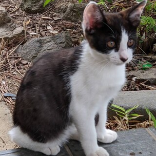 生後３ヶ月の仔猫お譲りします。