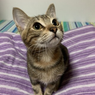 いっぱい遊んでねピンとしっぽで寄ってくるココ♡