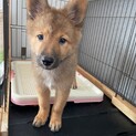 ムギちゃんの家族を探してます。