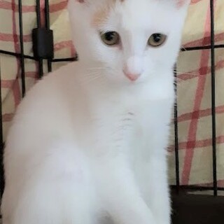 ひとなれ△ミケの手毬(てまり)