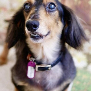 Mダックス♂️颯真