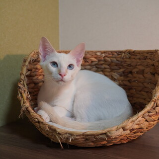 シャム系の顔（クリームポイント）つくねくん♡