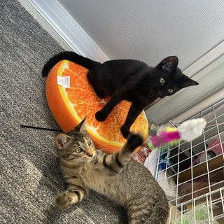 おねこよし姉妹♪