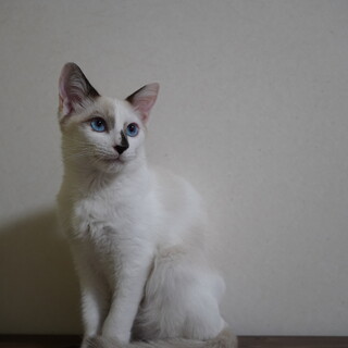 シャム風　鍵しっぽ♡のねぎまくん