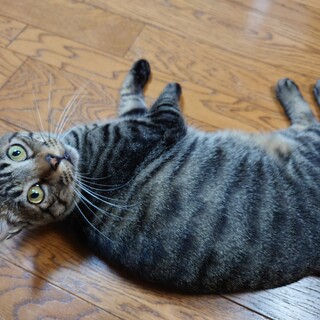 とても甘えん坊なシニア猫