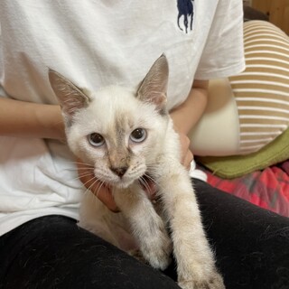 すぐにへそ天ひまわりちゃん♡