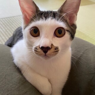 牛小屋で保護されたマルコです。