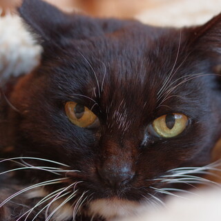 【川崎市】むぅちゃん（猫：R3-392）