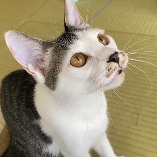 牛小屋で保護されたシチサンくんです。