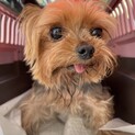チョット控えめなヨークシャーテリア♂むぎ君